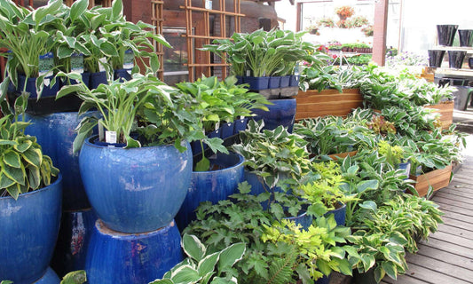 Biodegradable cardboard pots - My Perfect Rose Garden