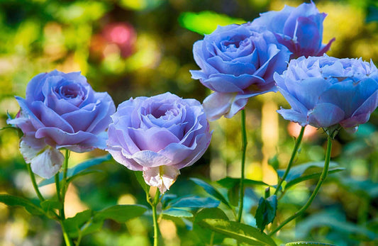 Wooden Outdoor Table - My Perfect Rose Garden 