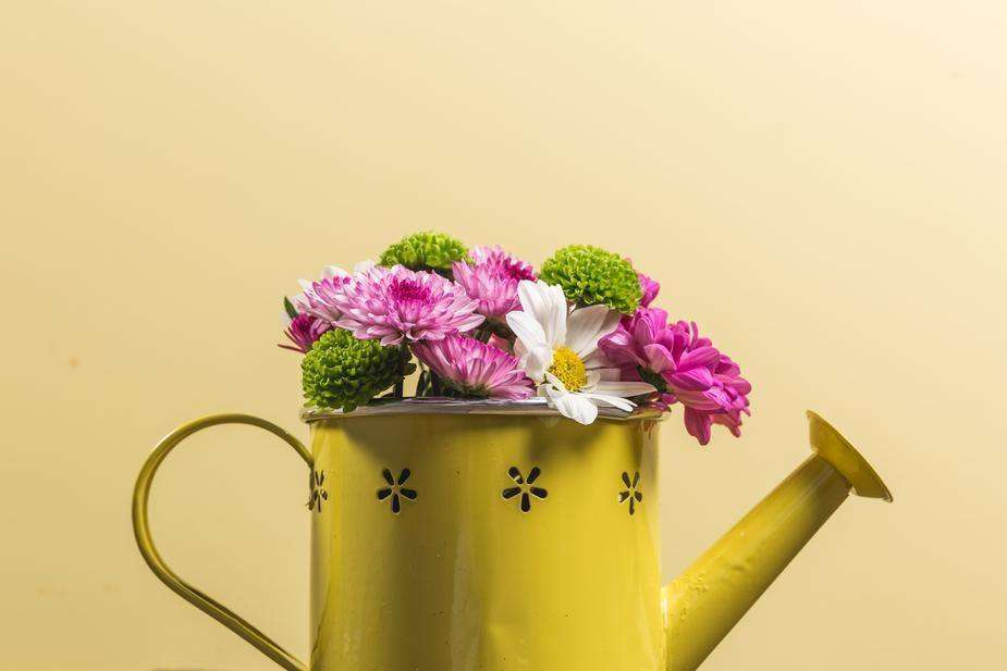 Yellow watering can - My Perfect Rose Garden 