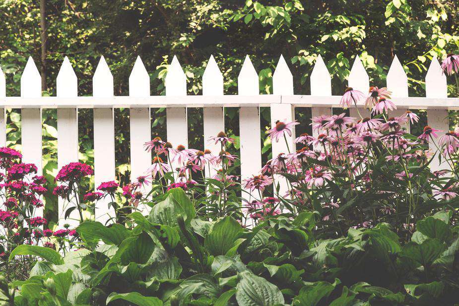 Wooden Fence - My Perfect Rose Garden 