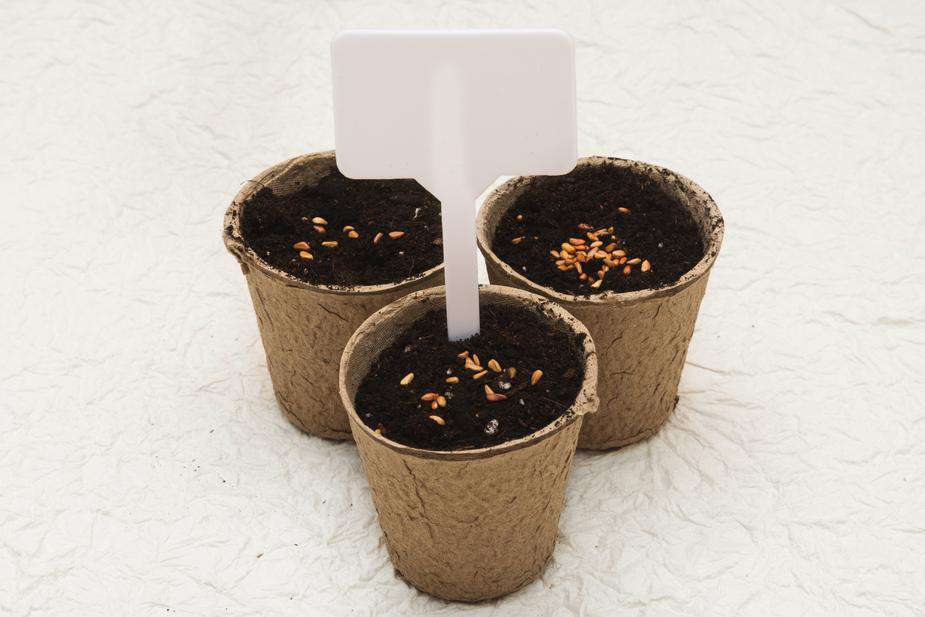 Biodegradable cardboard pots - My Perfect Rose Garden 